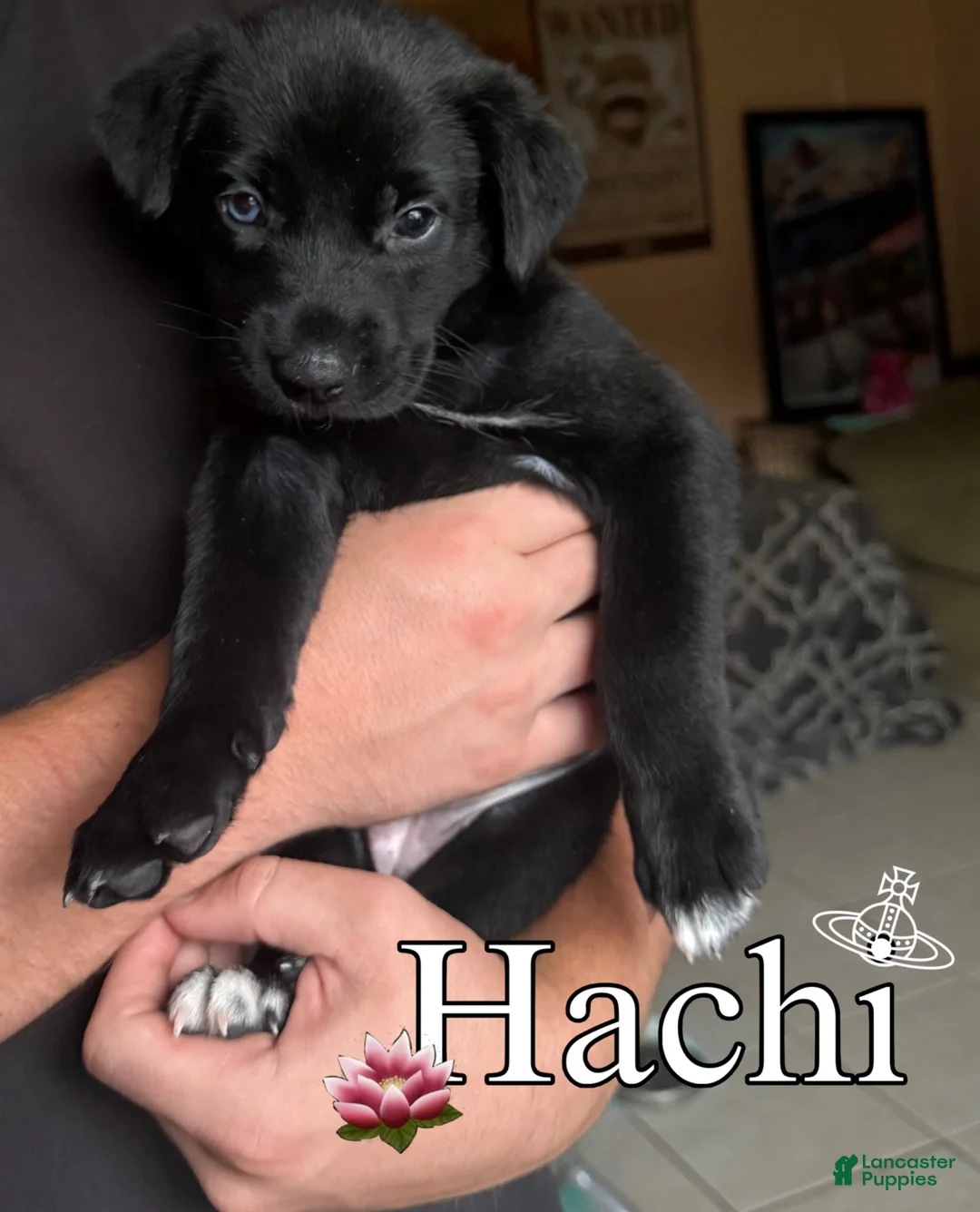 Mixed Breed dogs for sale: Hachi - Ad 1