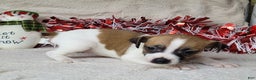 Jack Russell Terrier dogs for sale: FUDGE - Ad 5