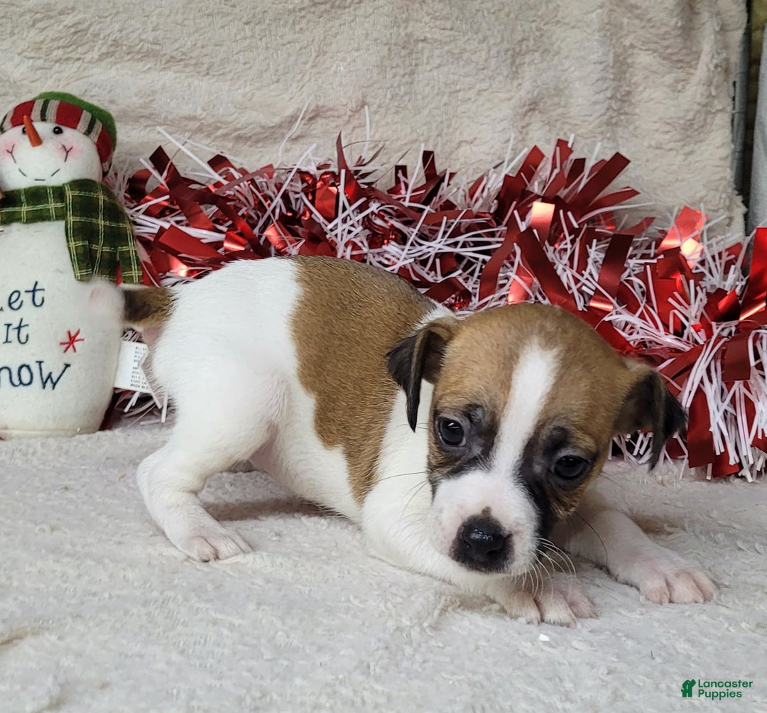 Jack Russell Terrier dogs for sale: FUDGE - Ad 5