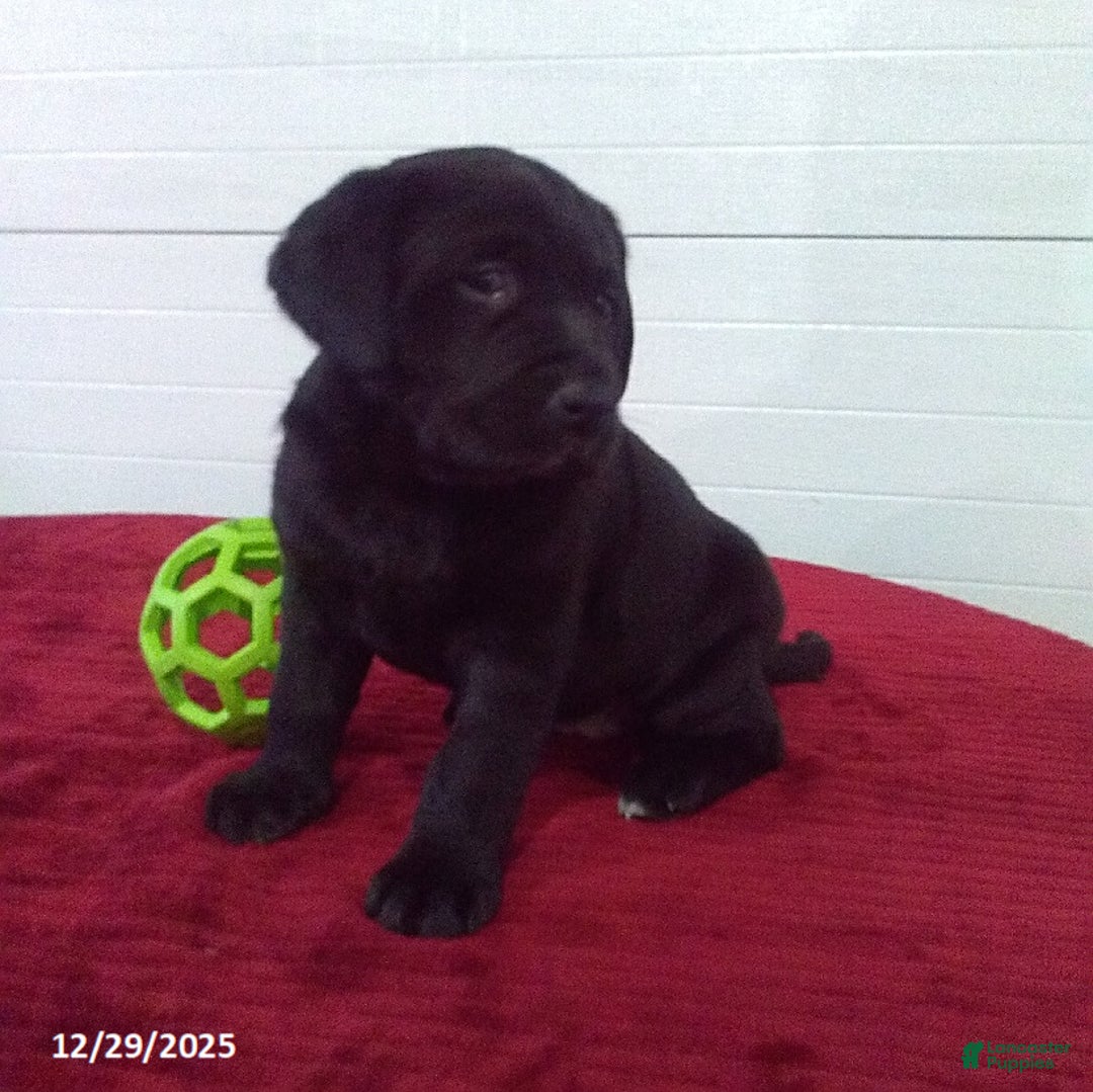 Labrador Retriever dogs for sale: Twinkle - Ad 3