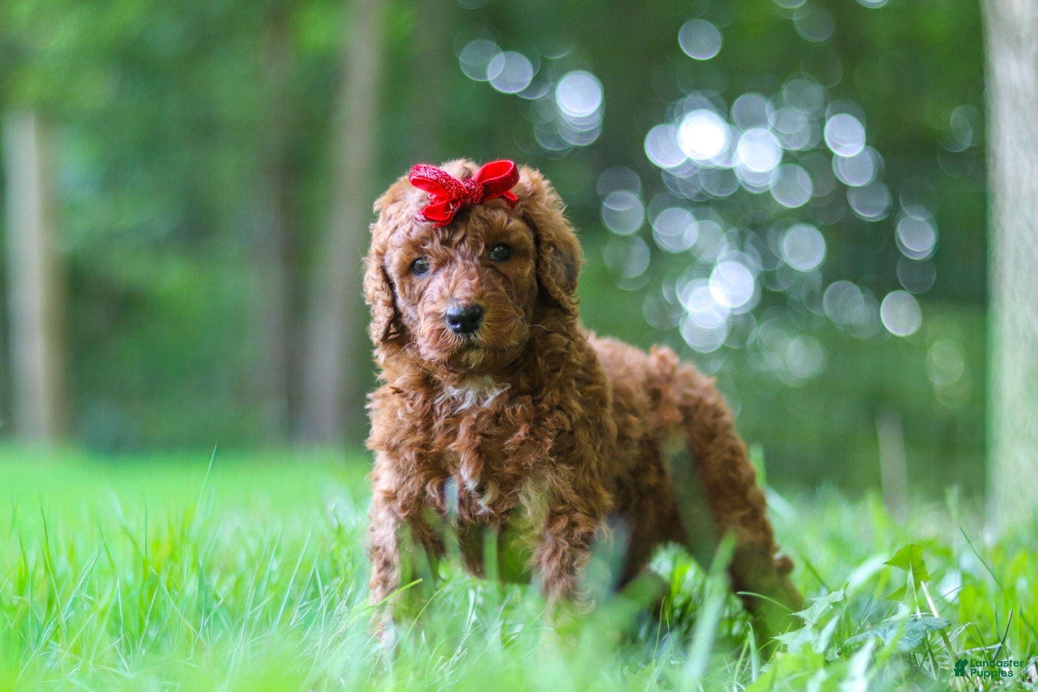 Standard Poodle dogs Bailey - Ad 2