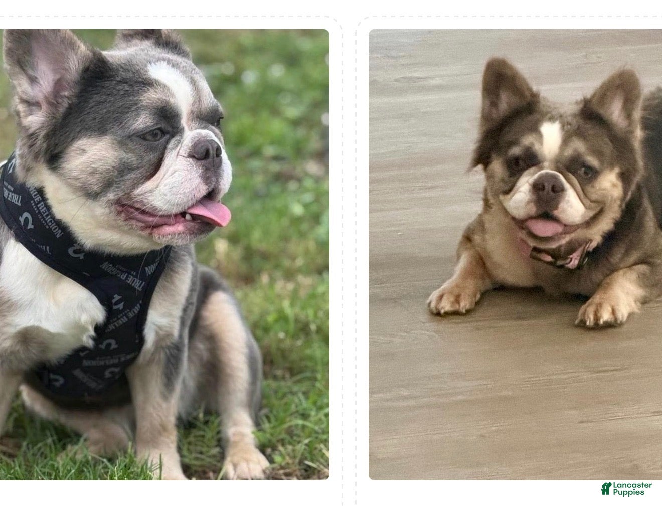 French Bulldog dogs for sale: French Bulldog 4 - Ad 2
