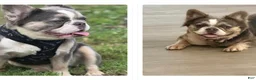 French Bulldog dogs for sale: French Bulldog 4 - Ad 2