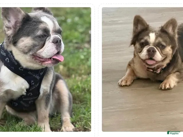 French Bulldog dogs for sale: French Bulldog 1 - Ad 2