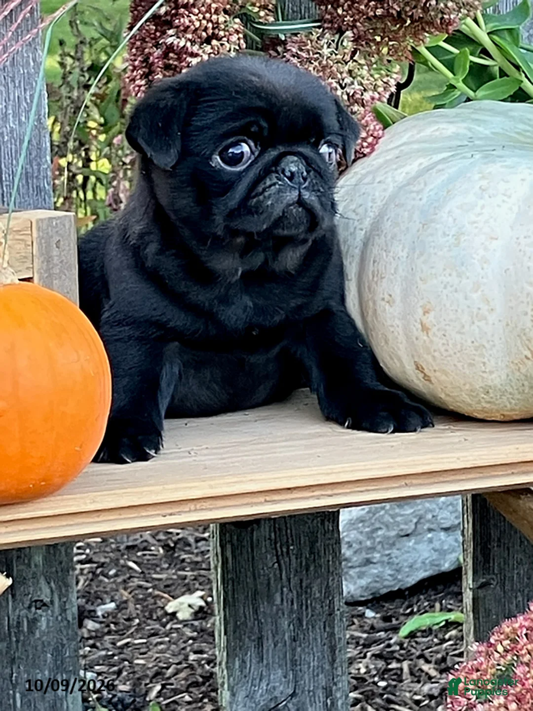 Pug dogs for sale: Chloe - Ad 3