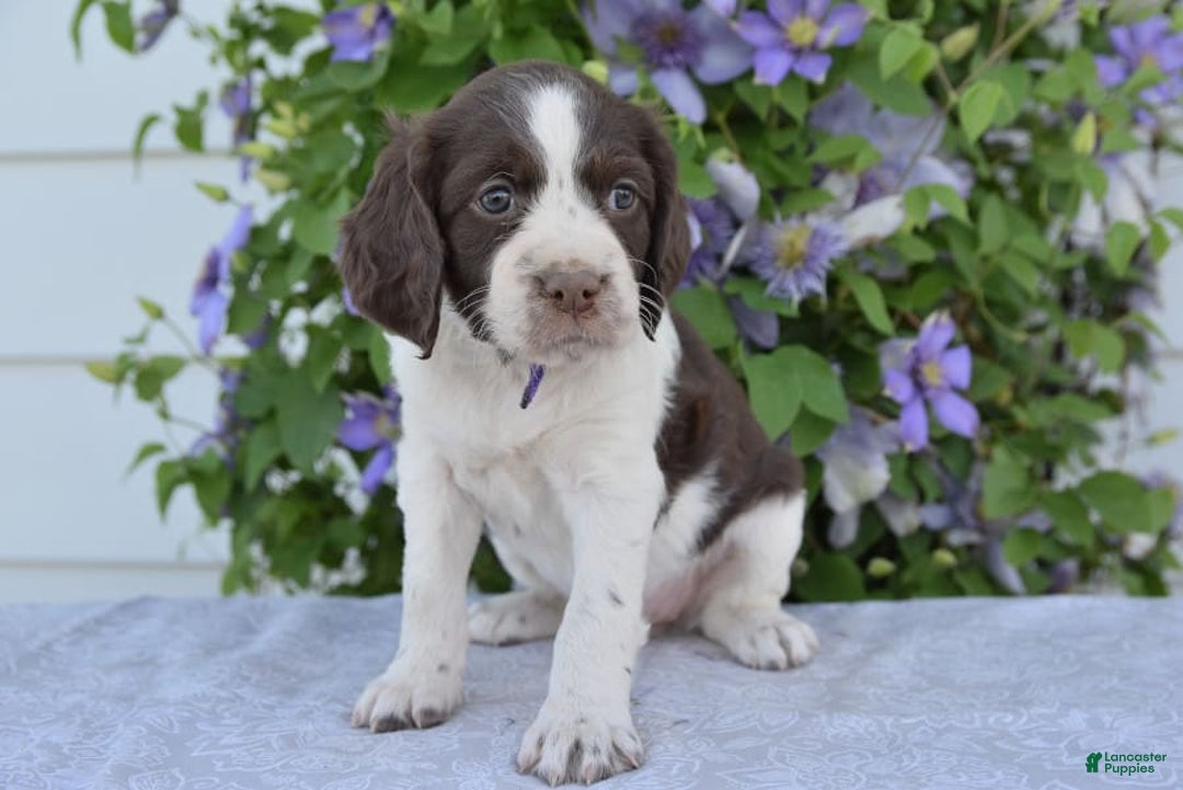 Gallery Image {{count}}