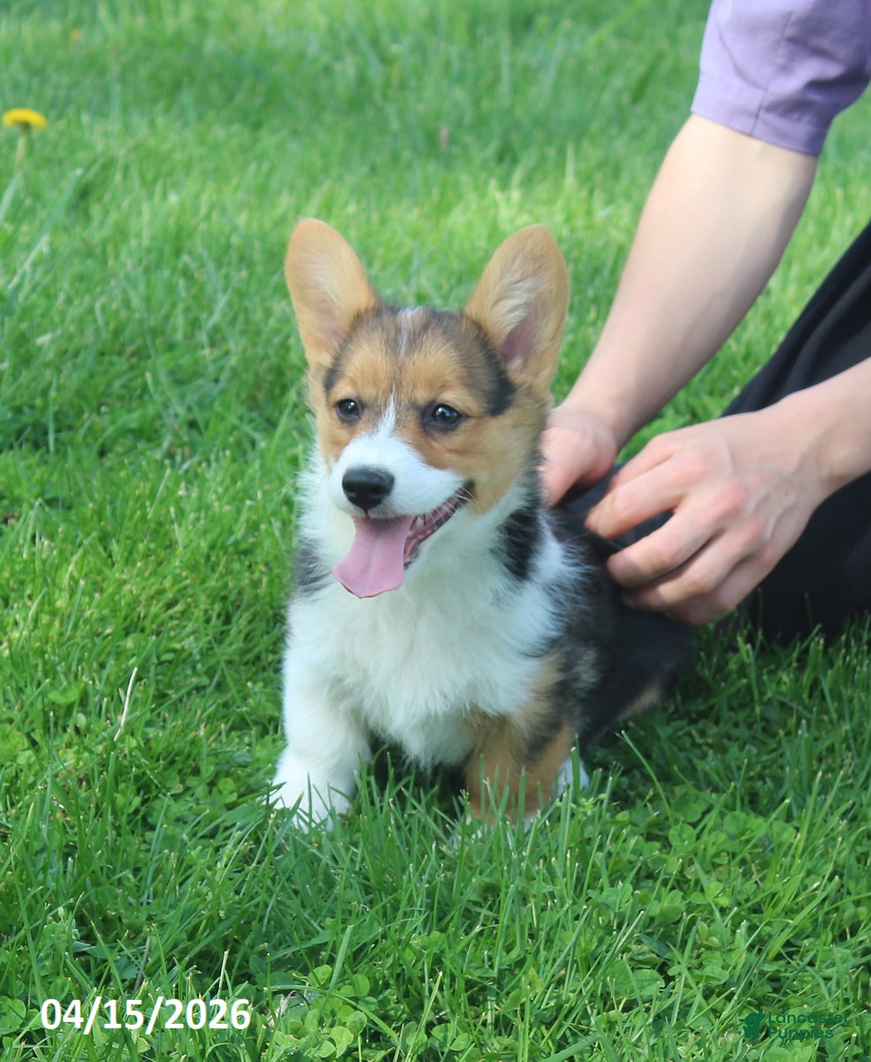 Welsh Corgi Pembroke dogs Cindy - Ad 1