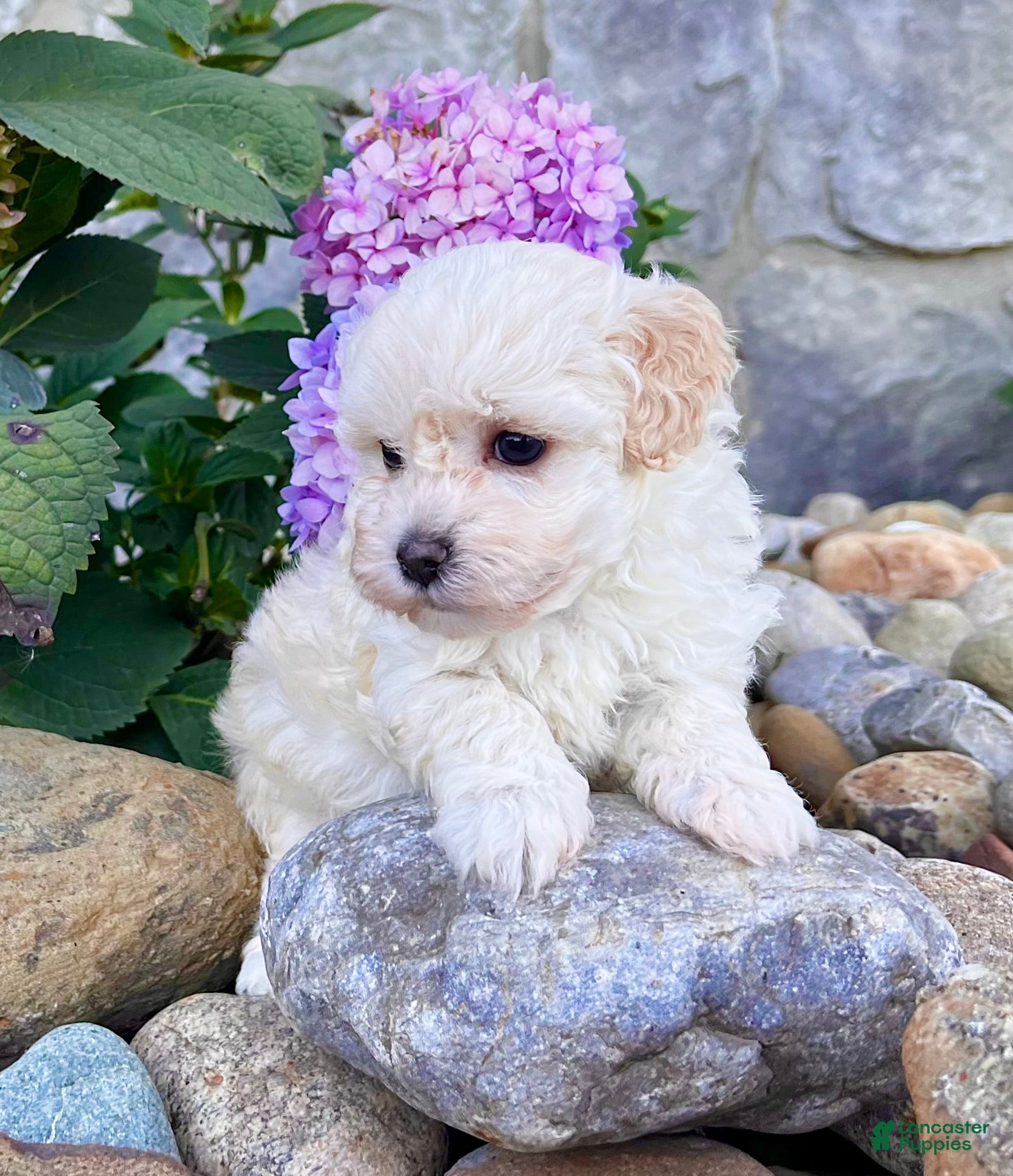 Havanese dogs Darla - Ad 1