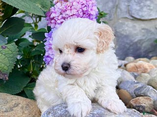 Havanese dogs Darla - Ad 14