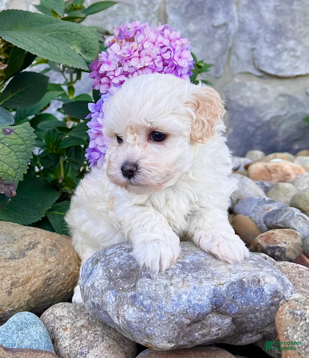 Havanese dogs for sale: Darla - Ad 1