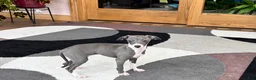 Italian Greyhound dogs for sale: Italian Greyhound 4 blue girl  - Ad 7