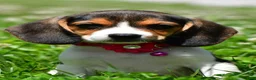 Beagle dogs for sale: Violet - Ad 1