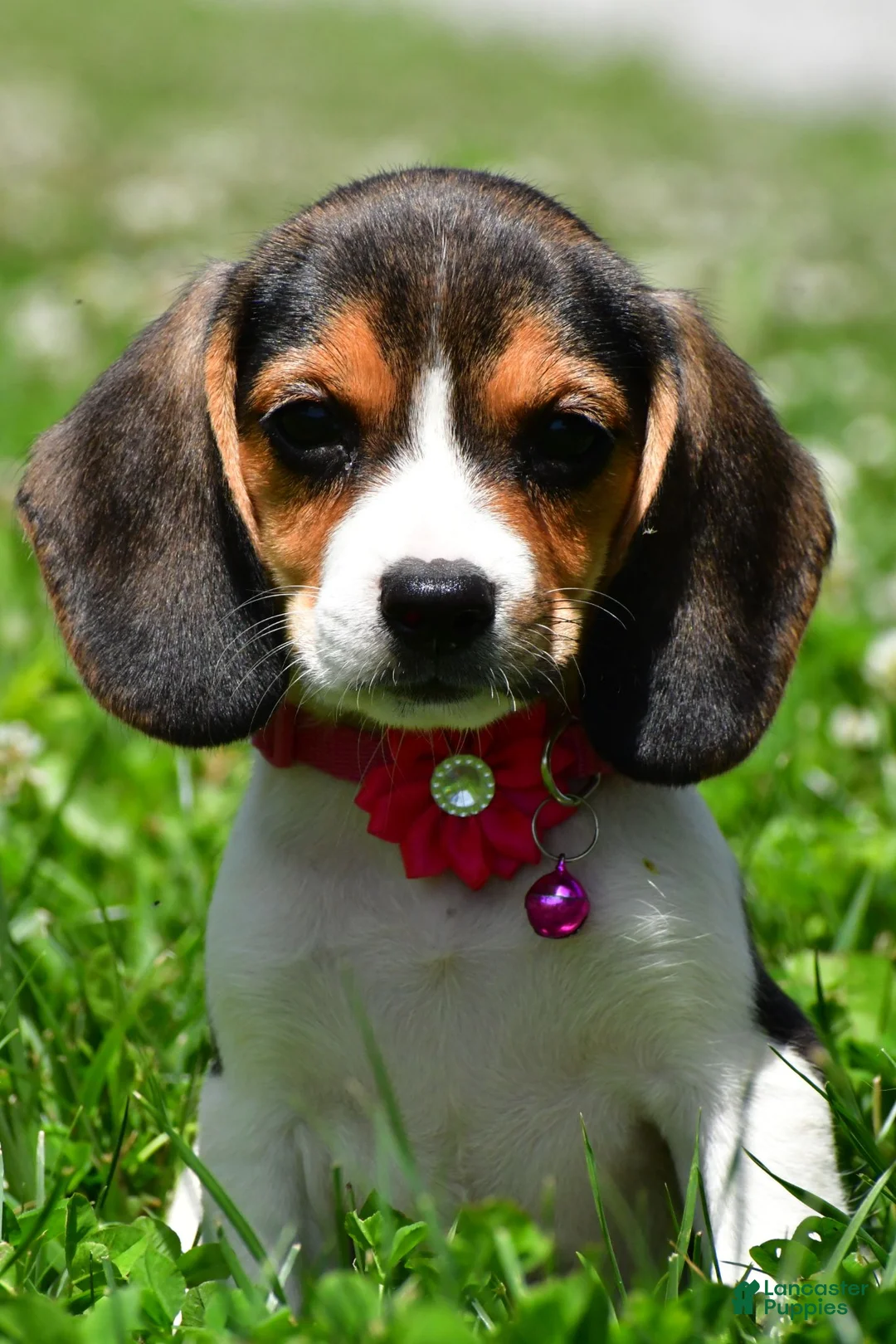 Beagle dogs for sale: Violet - Ad 1