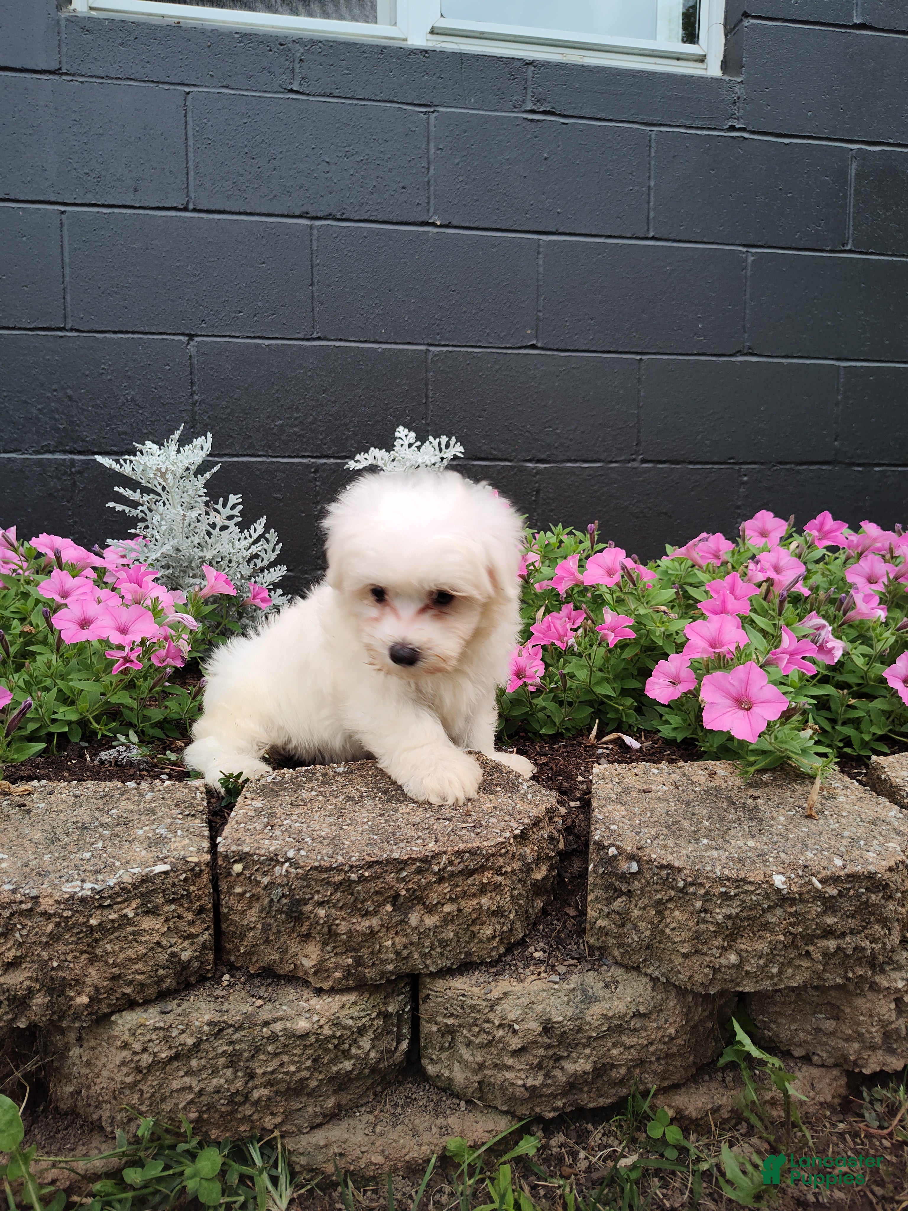 Maltese dogs Jasper - Ad 2