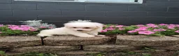 Maltese dogs for sale: Jasper - Ad 2