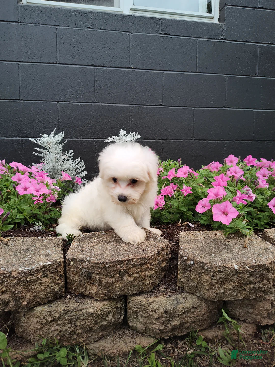 Maltese dogs for sale: Jasper - Ad 2