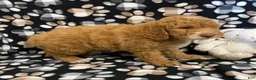 Goldendoodle dogs for sale: Milo- genetic clear parents - Ad 3