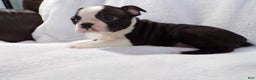 Boston Terrier dogs for sale: Handsome AKC - Ad 3