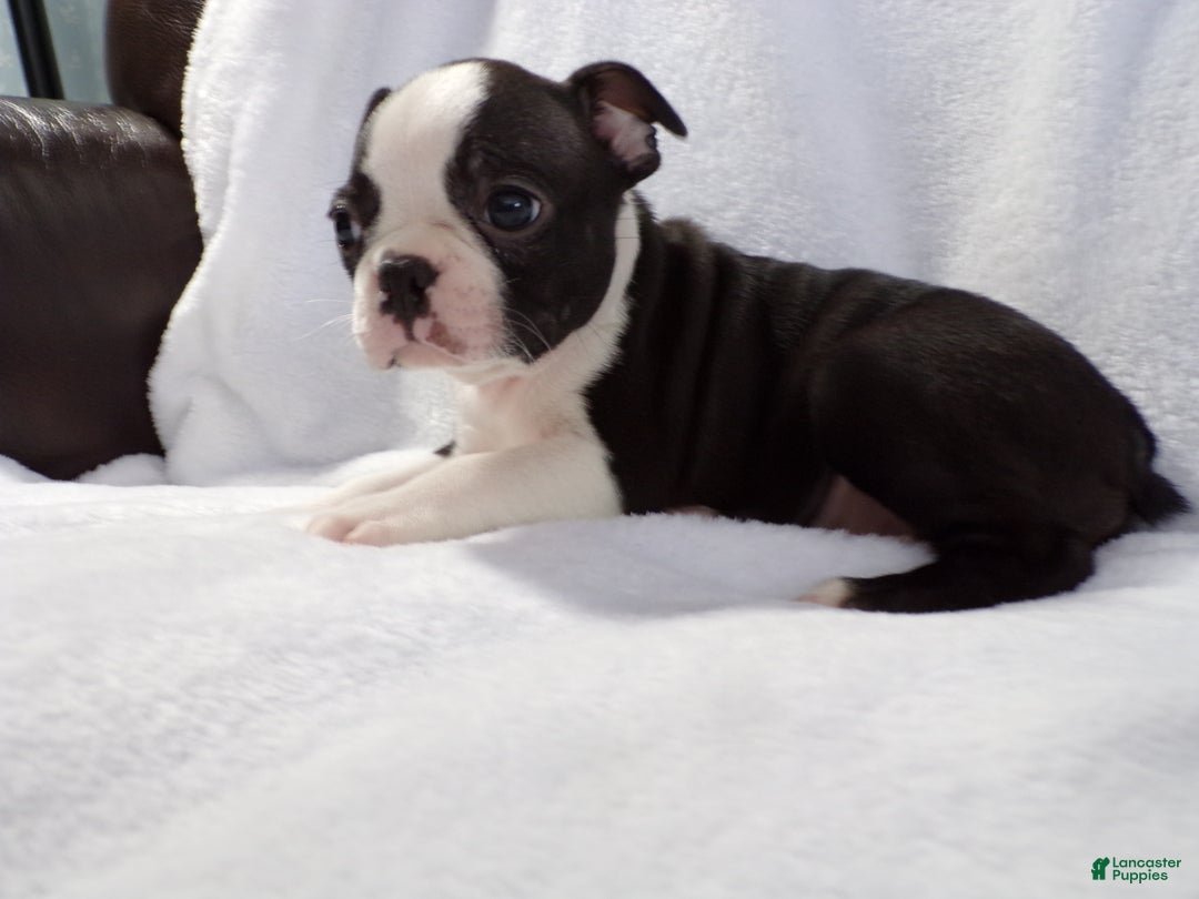 Boston Terrier dogs for sale: Handsome AKC - Ad 3