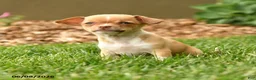 Chihuahua dogs for sale: Juliet - Ad 4
