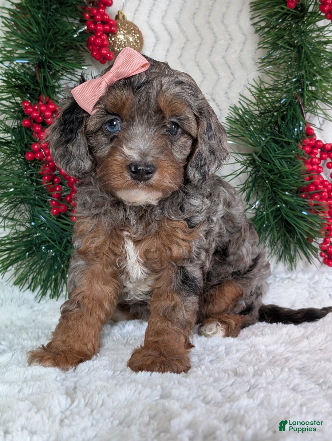 Cavapoo dogs for sale: Abby  - Ad 3