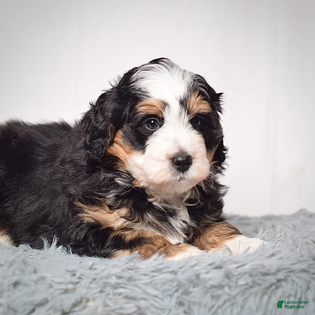 Mini Bernedoodle dogs for sale: Mini Bernedoodle Puppy 2 - Ad 3
