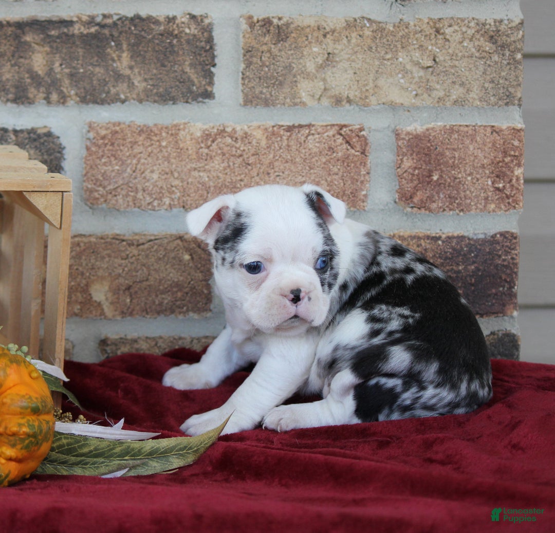 Mixed Breed dogs for sale: Finley - Ad 3