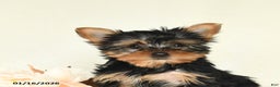 Yorkshire Terrier dogs for sale: Ellie - Ad 2