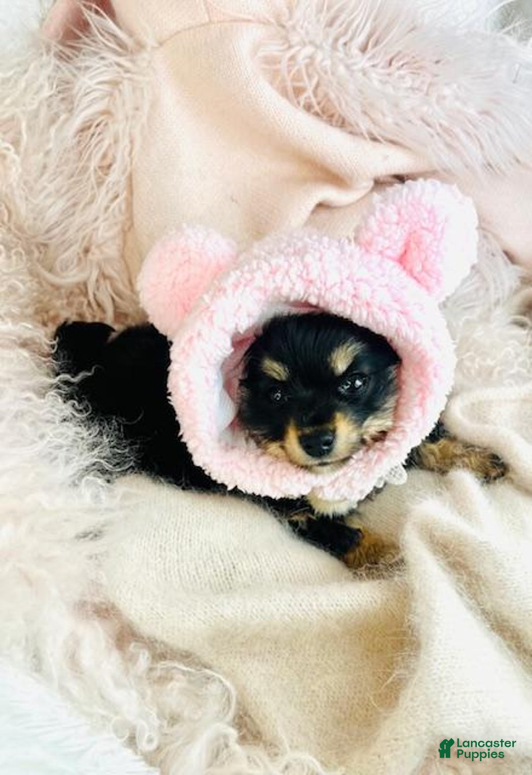 Pomchi dogs for sale: Pomchi Puppy 2 - Ad 1