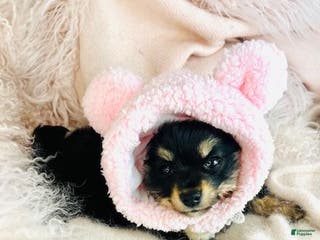 Pomchi dogs Pomchi Puppy 2 - Ad 4