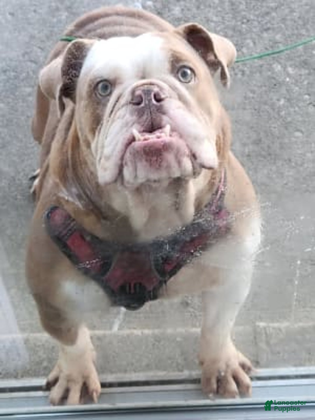 Gallery Image {{count}}