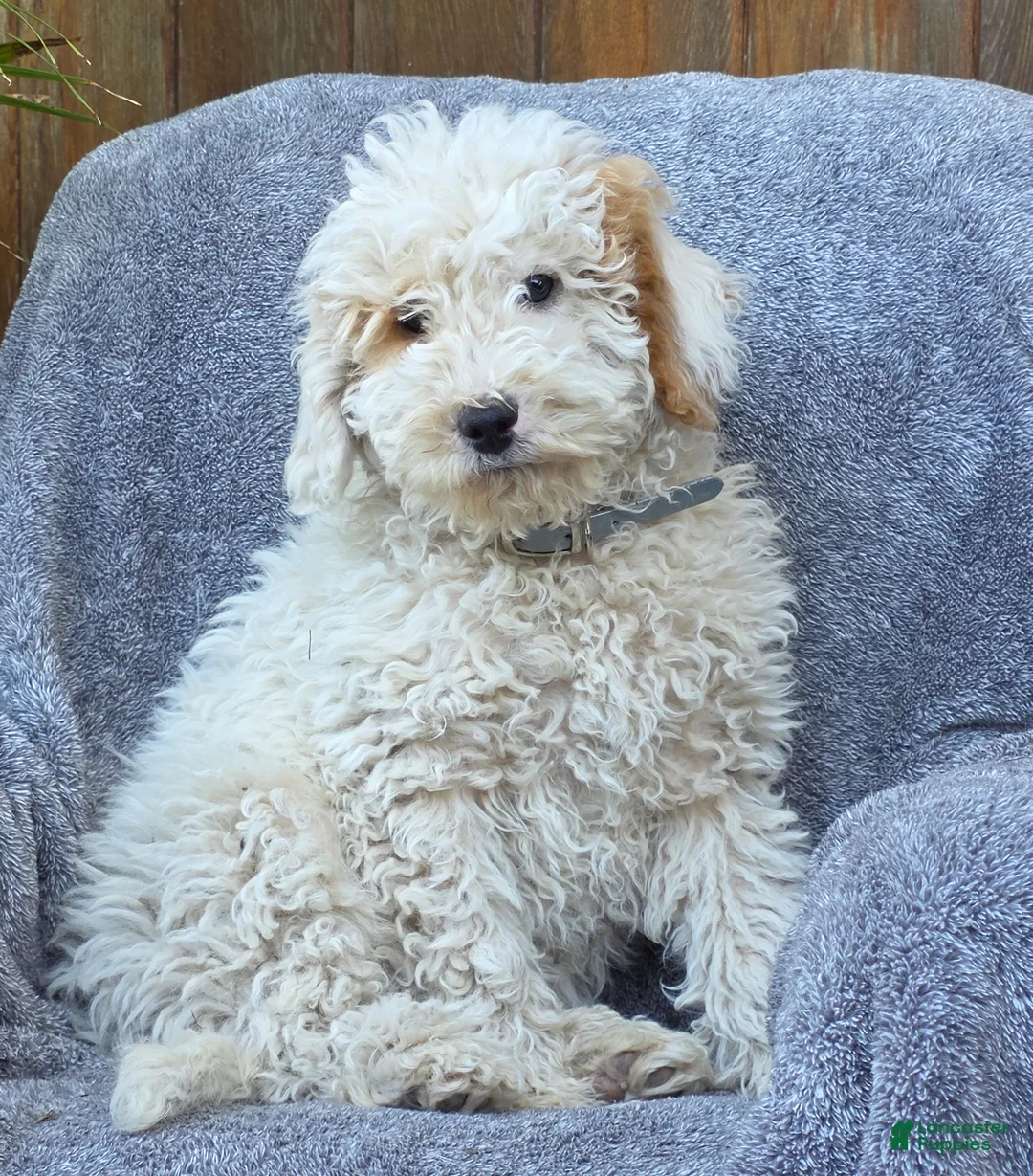 Goldendoodle dogs for sale: Barney - Ad 2