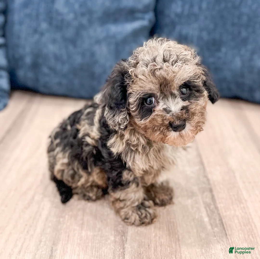 Yorkiepoo dogs for sale: Baxter - Ad 1