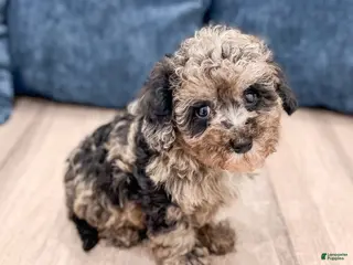 Yorkiepoo dogs for sale: Baxter - Ad 1
