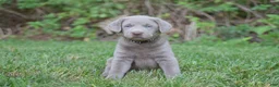 Labrador Retriever dogs for sale: Thunder - Ad 13