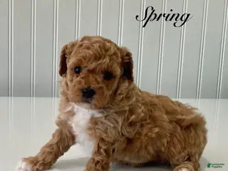 Toy Poodle dogs for sale: Spring - Ad 2