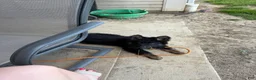 German Shepherd dogs for sale: Behr  - Ad 4