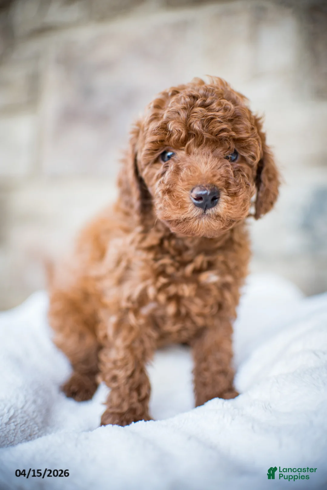 Miniature Poodle dogs for sale: Jack - Ad 6