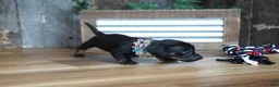 Miniature Dachshund dogs for sale: Abbi - Ad 3