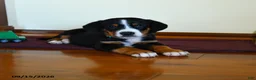 Greater Swiss Mountain Dog dogs for sale: Zion - Ad 3