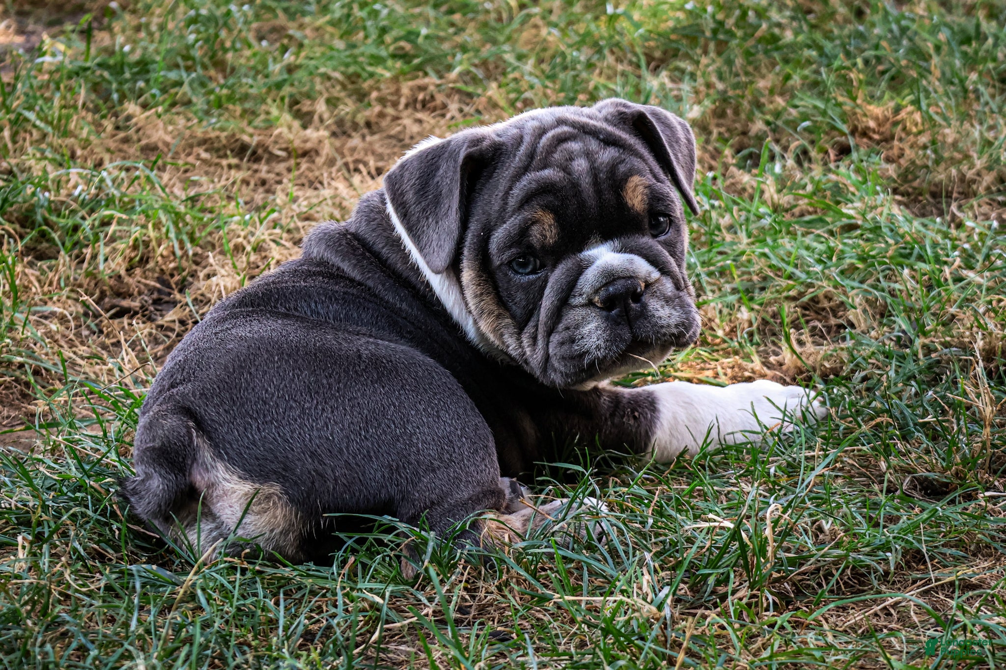 English Bulldog dogs Dino - Ad 1