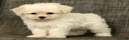 Maltese dogs for sale: Bobby - Ad 7