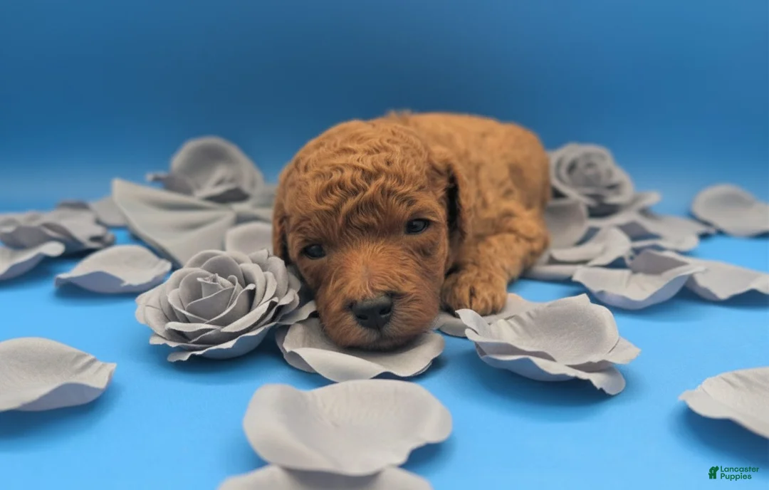 Toy Poodle dogs for sale: Rusty 🩶 - Ad 15