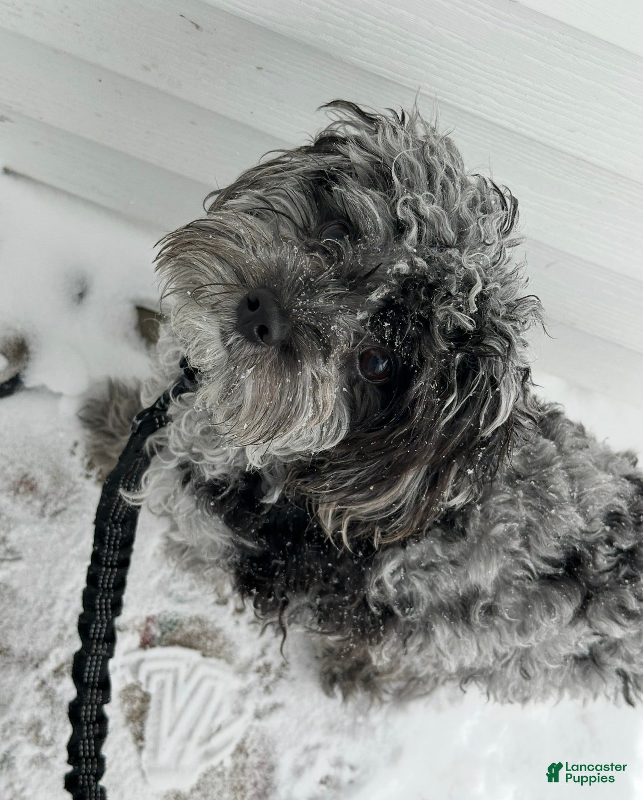 Cavapoo dogs TINY DOG - Ad 1