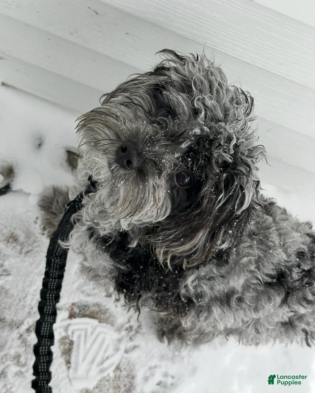 Cavapoo dogs for stud: TINY DOG - Ad 1