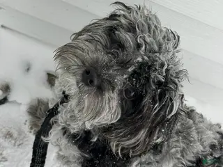 Cavapoo dogs TINY DOG - Ad 1