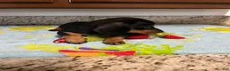 Miniature Dachshund dogs for sale: Aurora  - Ad 2