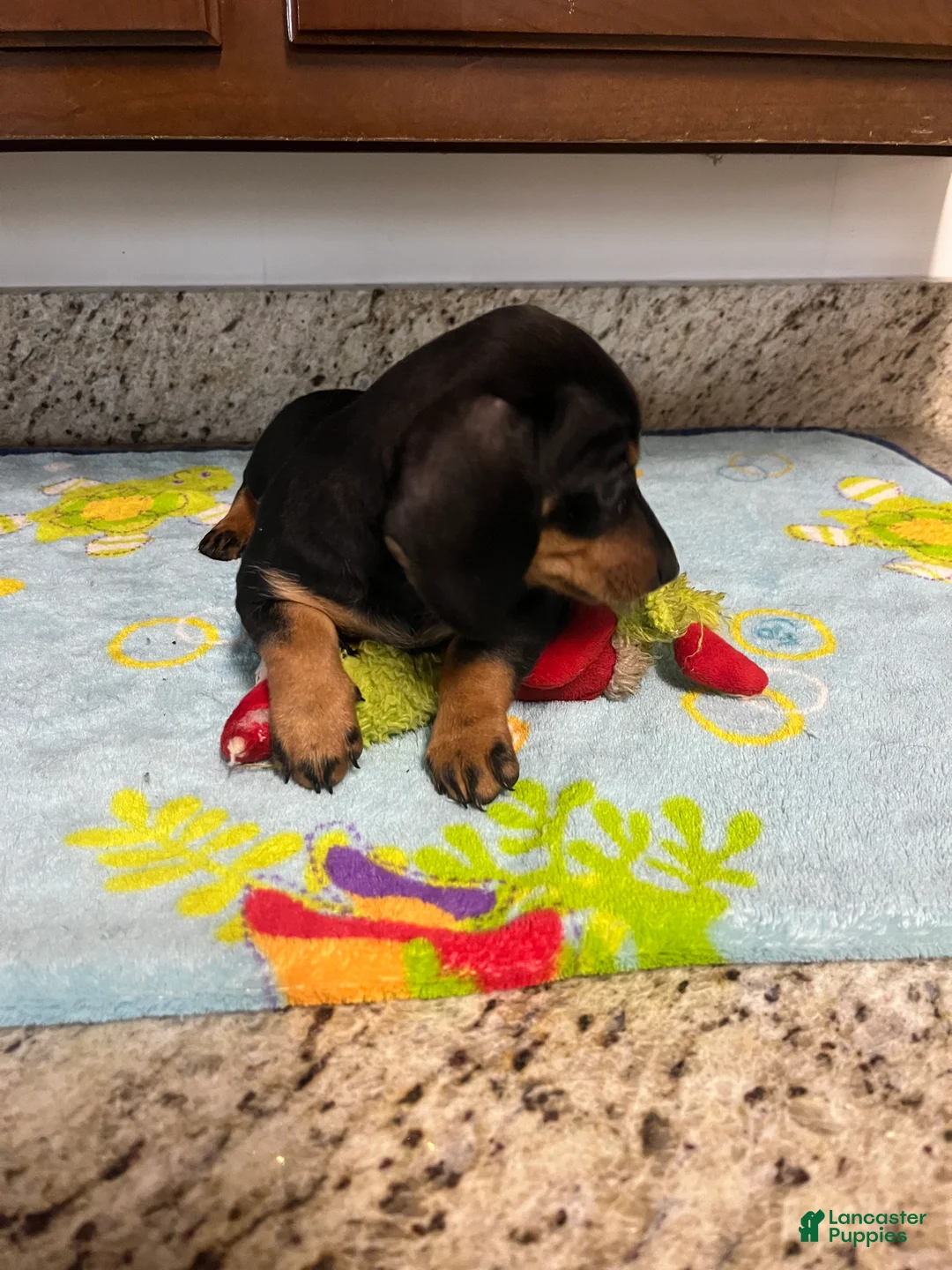 Miniature Dachshund dogs for sale: Aurora  - Ad 2