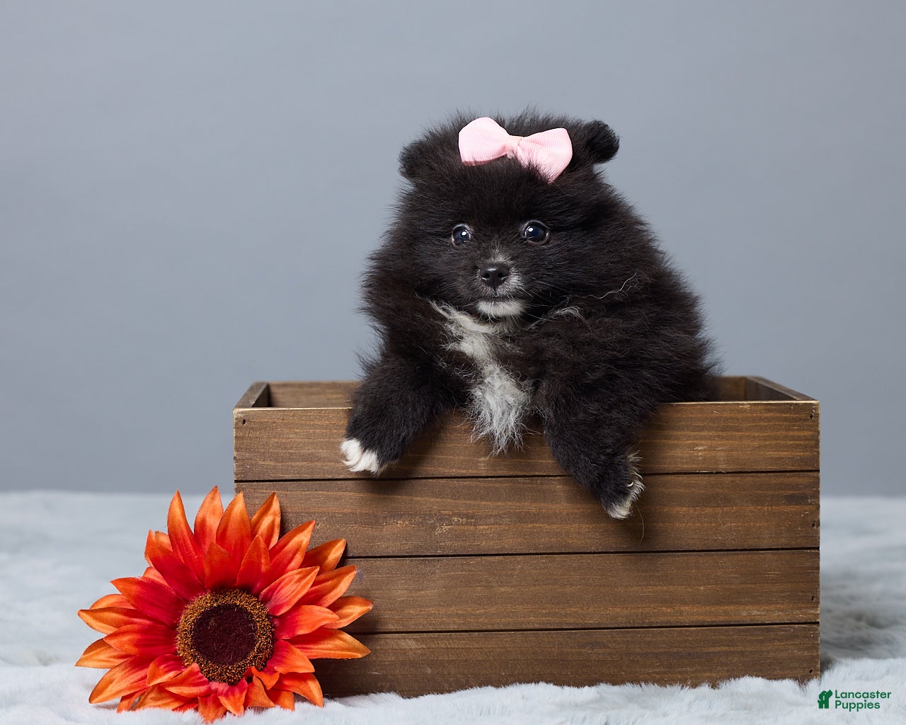Pomeranian dogs Lainy - Ad 1