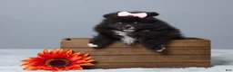 Pomeranian dogs for sale: Lainy - Ad 1